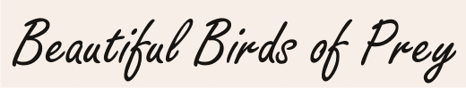 Beautiful Birds of Prey