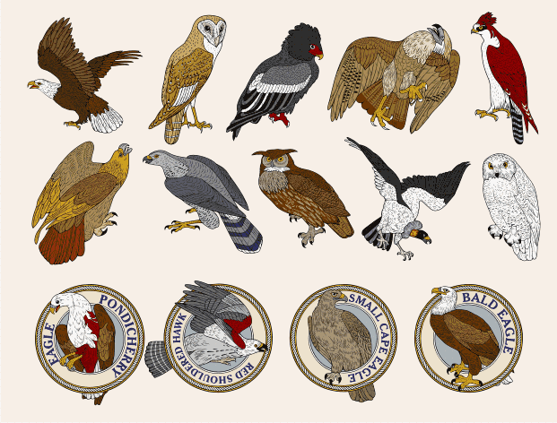 Birds of Prey Samples