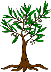 Olive Tree Eradicated