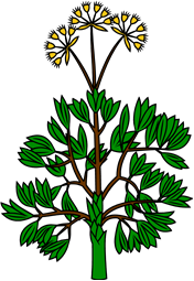 Fennel (Flowered)