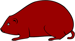 Guinea-pig