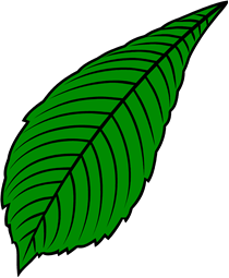 Chestnut Leaf