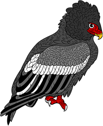 Bateleur Eagle