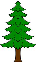 Pine or Fir Tree