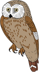 Northern Saw-Whet Owl