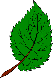 Elm Leaf