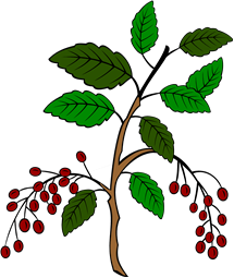 Cherry branch fructed