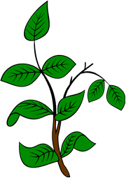 Box Branch