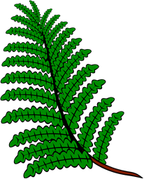 Fern