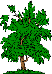 Asp Tree