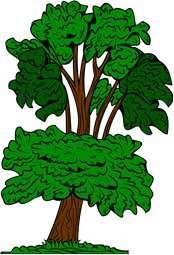 Mahogany Tree