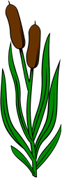 Bull-Rush (2)-Stalked-Leaved