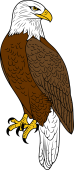 Bald Eagle Perching