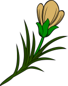 Broom Flower