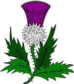 Thistle Slipped and Leaved