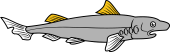 Hound Fish (Shark)