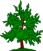 Alder Tree