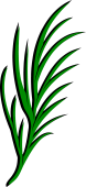 Broom plant