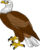Bald Eagle (Erect)
