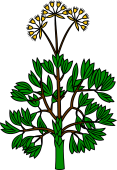 Fennel (Flowered)
