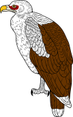 Angola or Palm-Nut Vulture