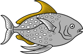 Opah (Kingfish)