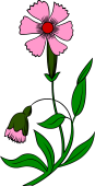 Carnation or Pink Plant