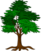 Cedar Tree Eradicated