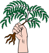 Hand 94 Holding  Fern Tree Eradicated