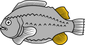 Lump Fish