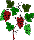 Grape Vine-4 Bunches