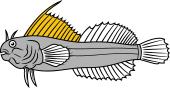 Buttefly Fish