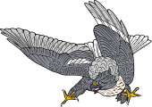 American Marsch Hawk (Attacking)