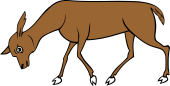 Hind Grazing