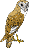 Barn Owl (Java Island)