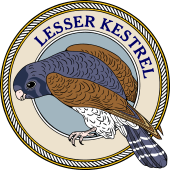 Lesser Kestrel Falcon-M