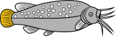 Malapterurus (electric catfish)