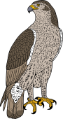 Bonelli's Eagle