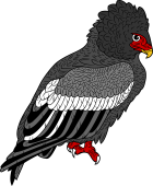 Bateleur Eagle