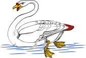 Swan in Loch