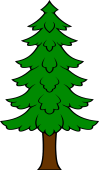 Pine or Fir Tree