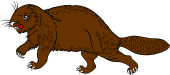 Beaver Passant