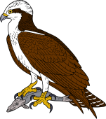 Osprey (Fish Hawk) with catch