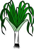 Leek