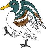 Shoveller Duck