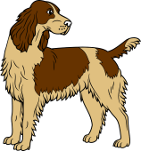 Spaniel Statant Reguardant