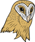 Barn Owl Head