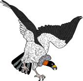 King Vulture (Attacking)