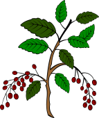 Cherry branch fructed