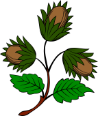 Hazel or Nut Branch